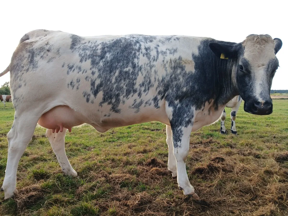 In calf heifers for Carrick - Image 4