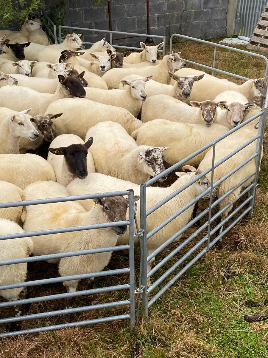 Hoggets - Image 4