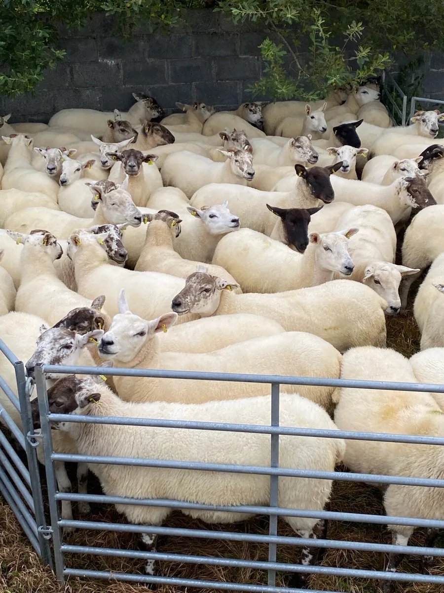 Hoggets - Image 1