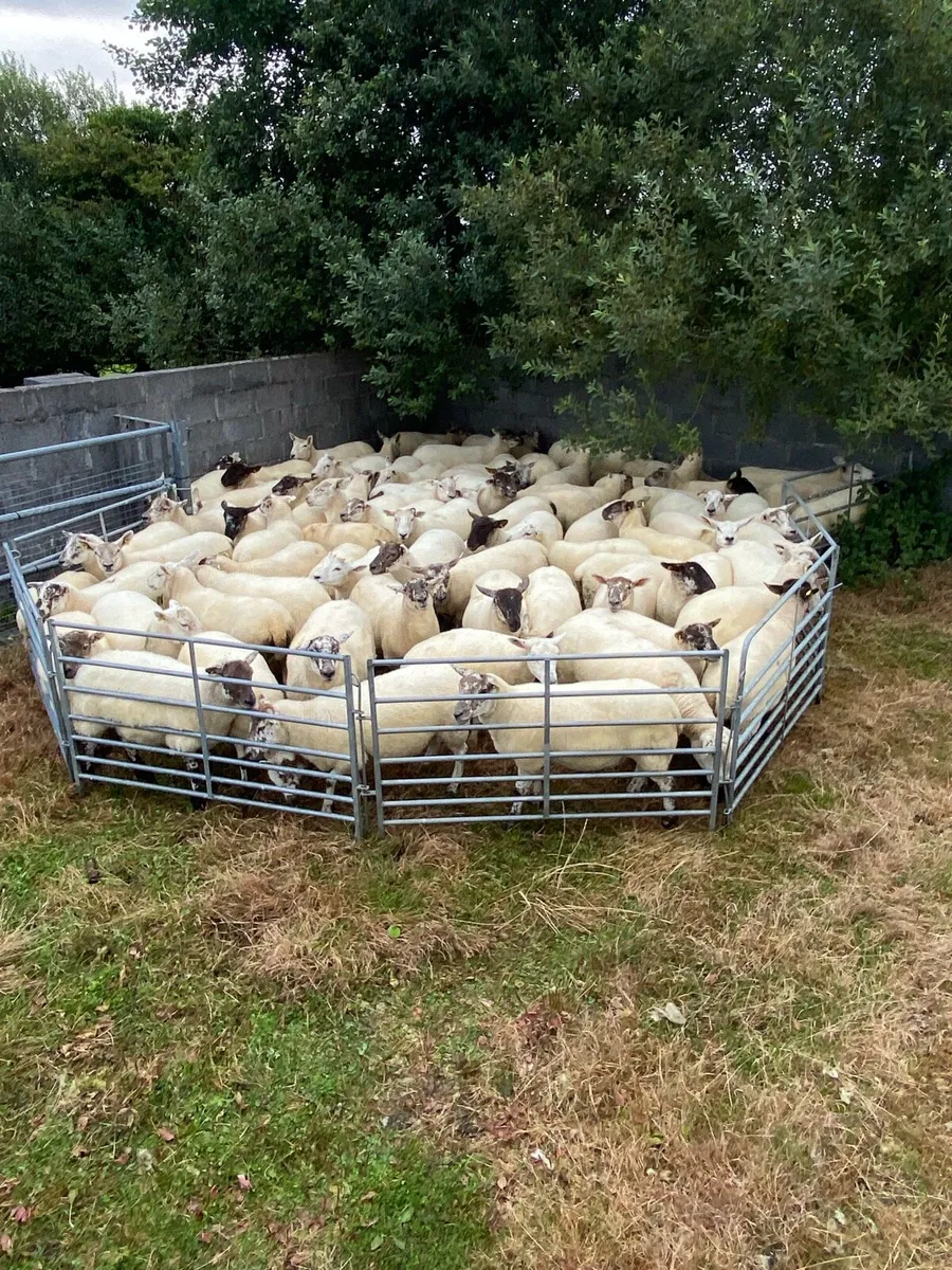 Hoggets - Image 3