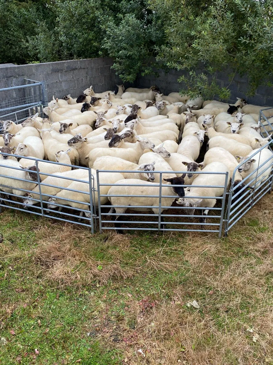 Hoggets - Image 2
