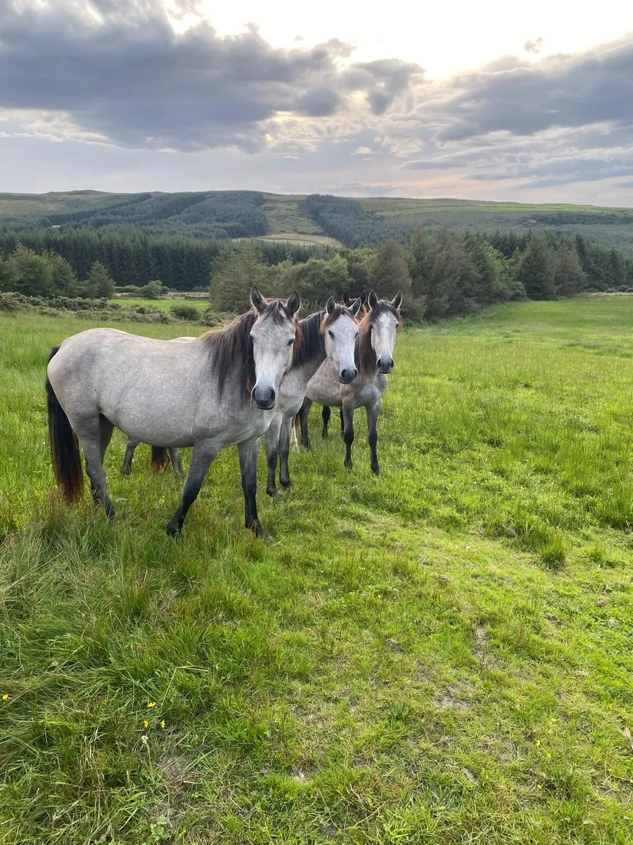 Selection of Connemara filly’s for sale - Image 1