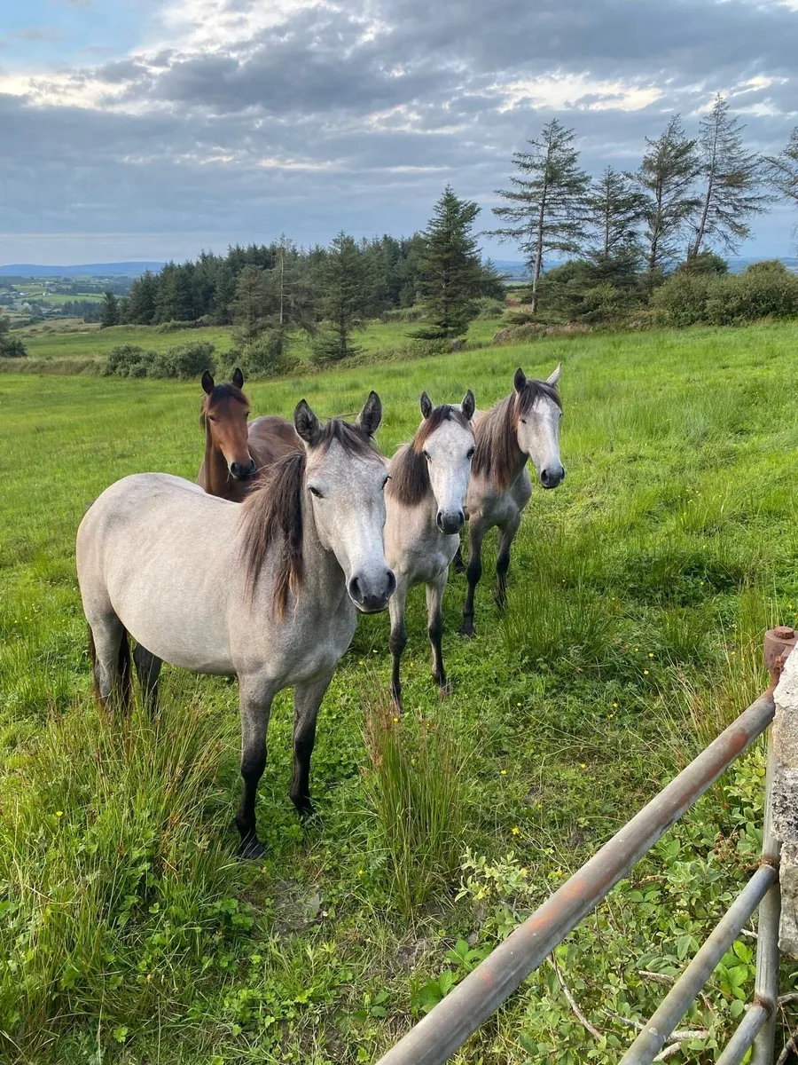 Selection of Connemara filly’s for sale - Image 2