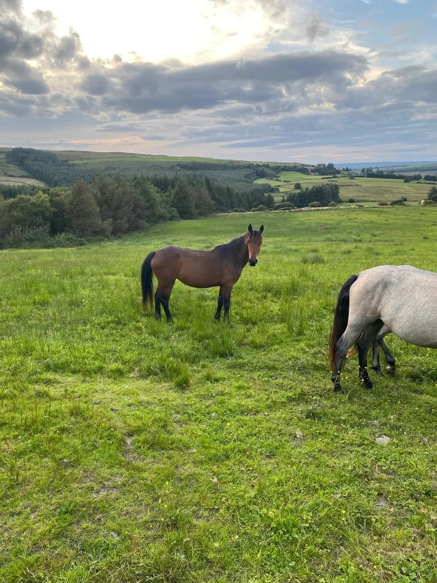 Selection of Connemara filly’s for sale - Image 3