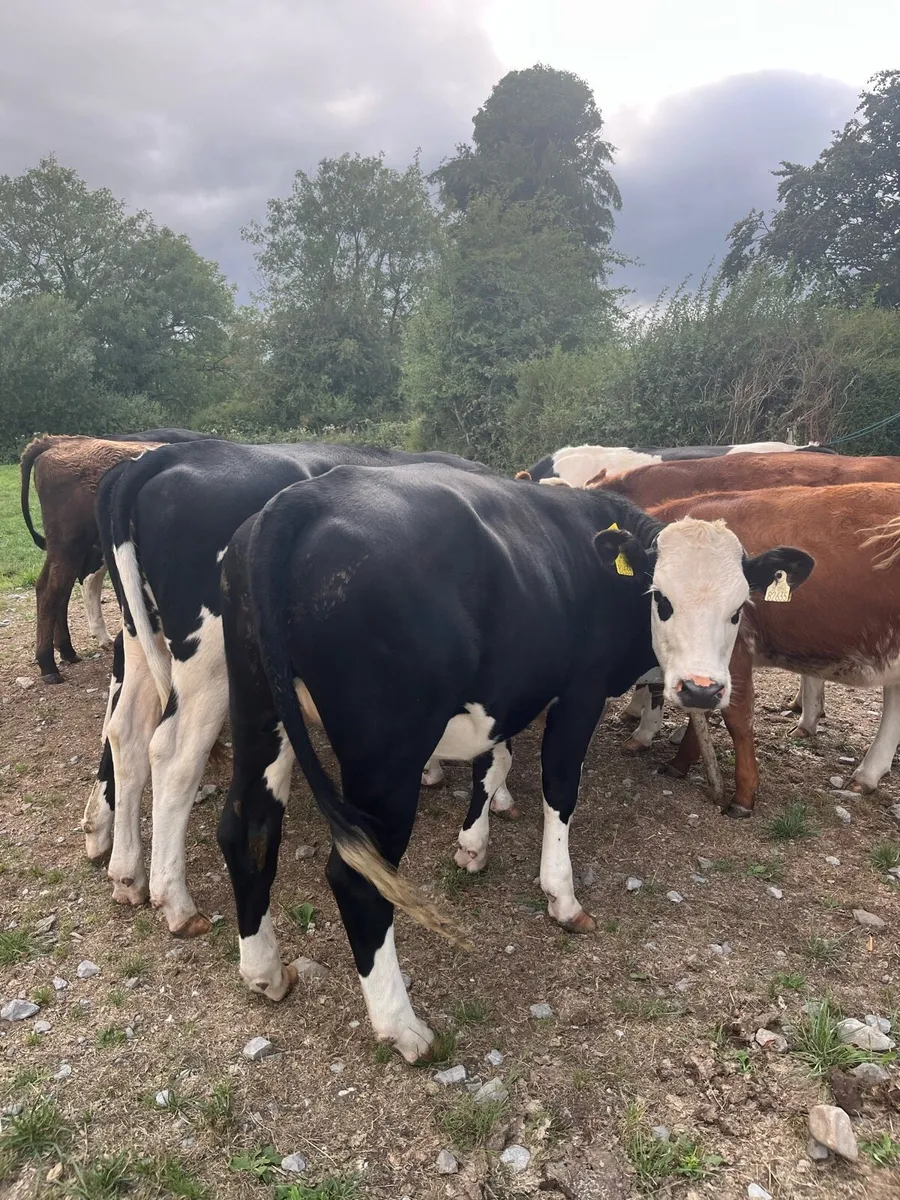 10 Hereford and Angus heifers 320kg - Image 1