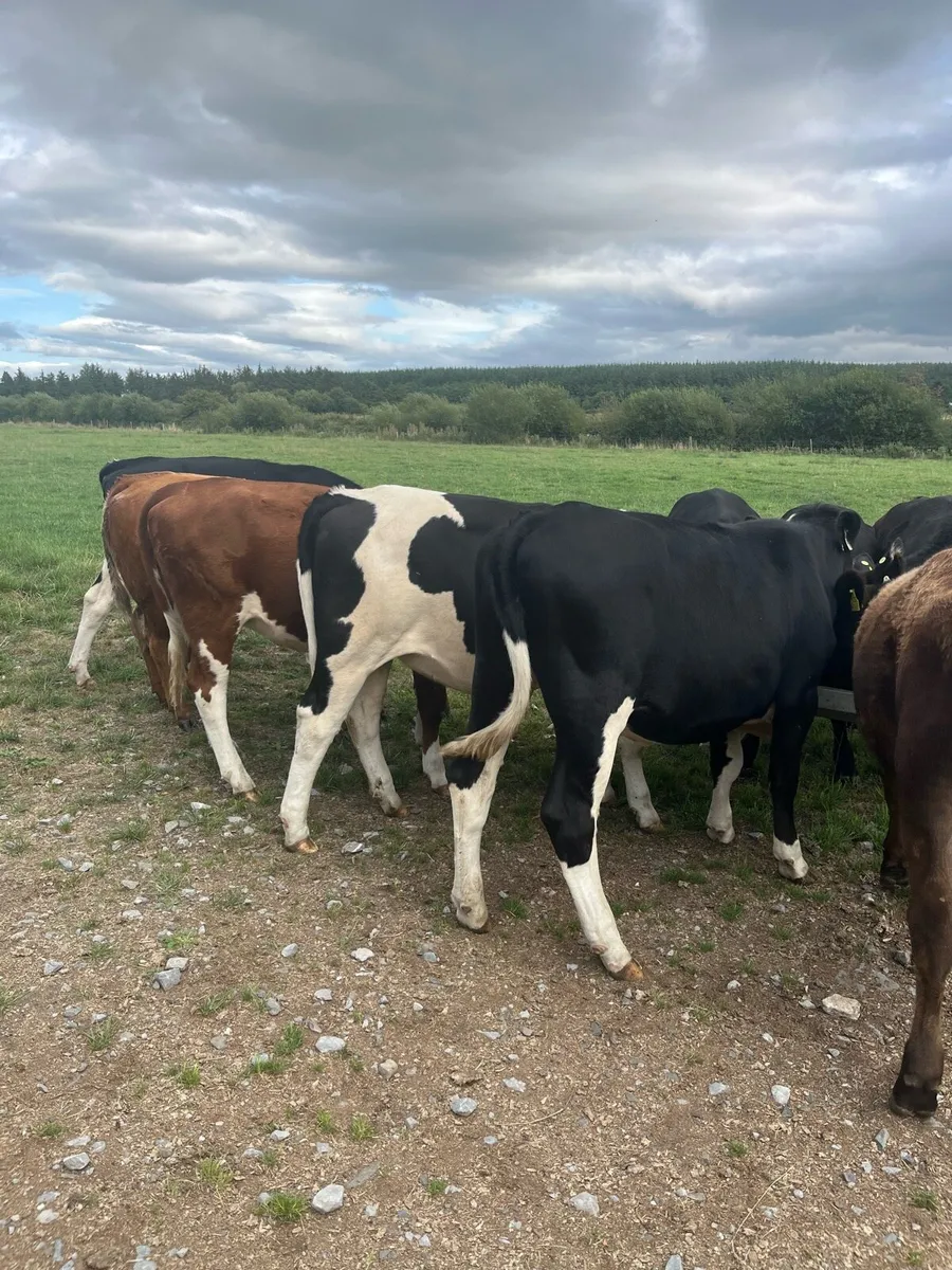 10 Hereford and Angus heifers 320kg - Image 2