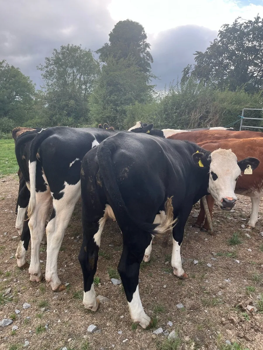 10 Hereford and Angus heifers 320kg - Image 3