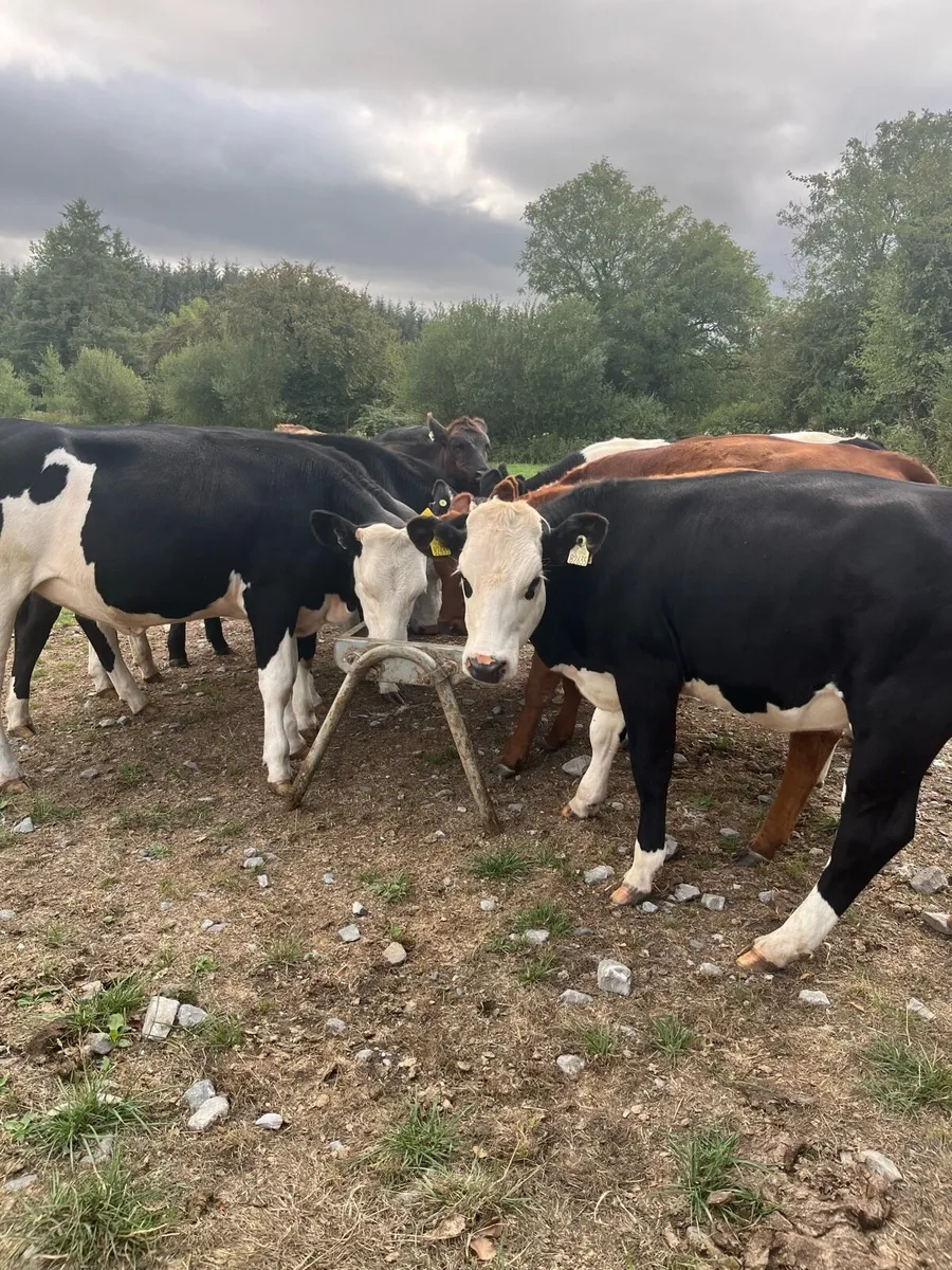 10 Hereford and Angus heifers 320kg - Image 4