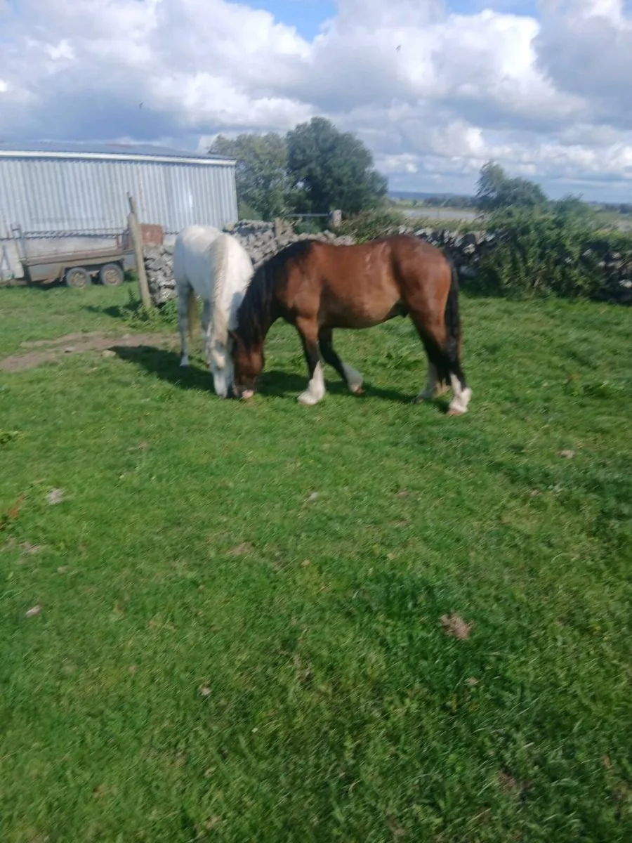 Geldings - Image 1