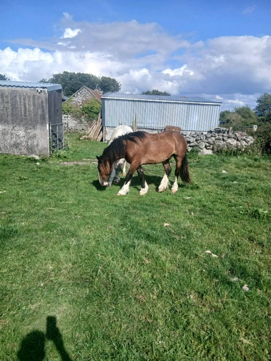 Geldings - Image 2