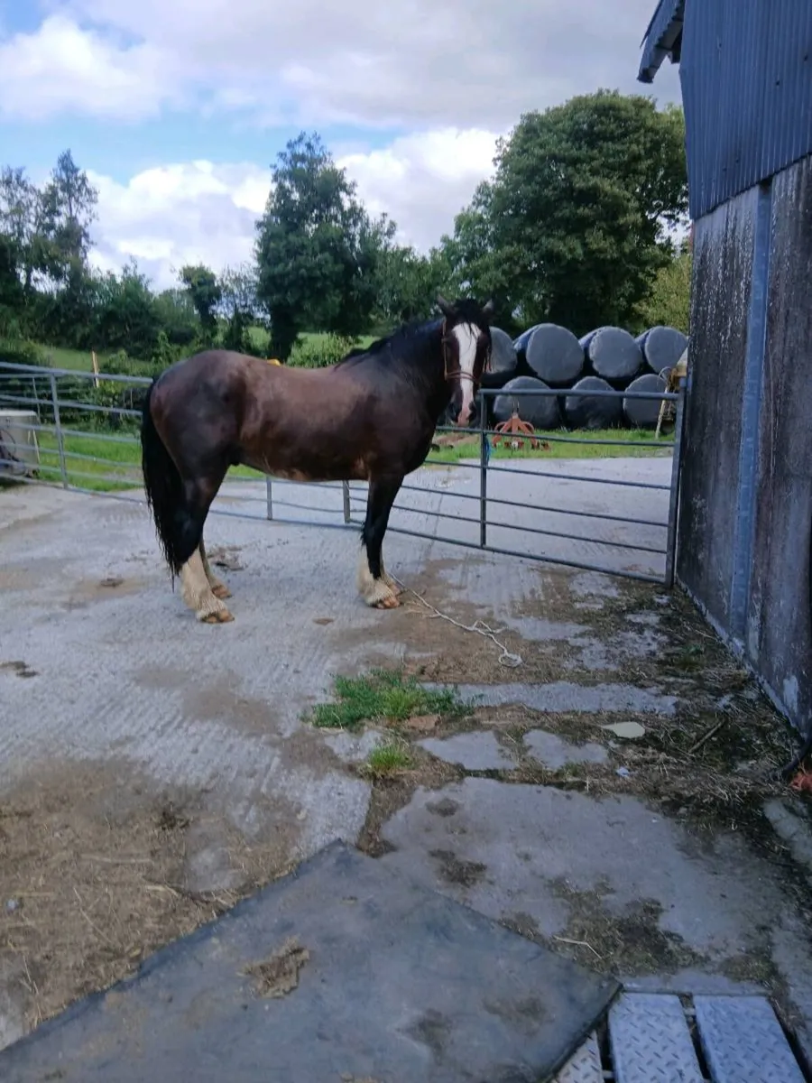 Geldings - Image 3