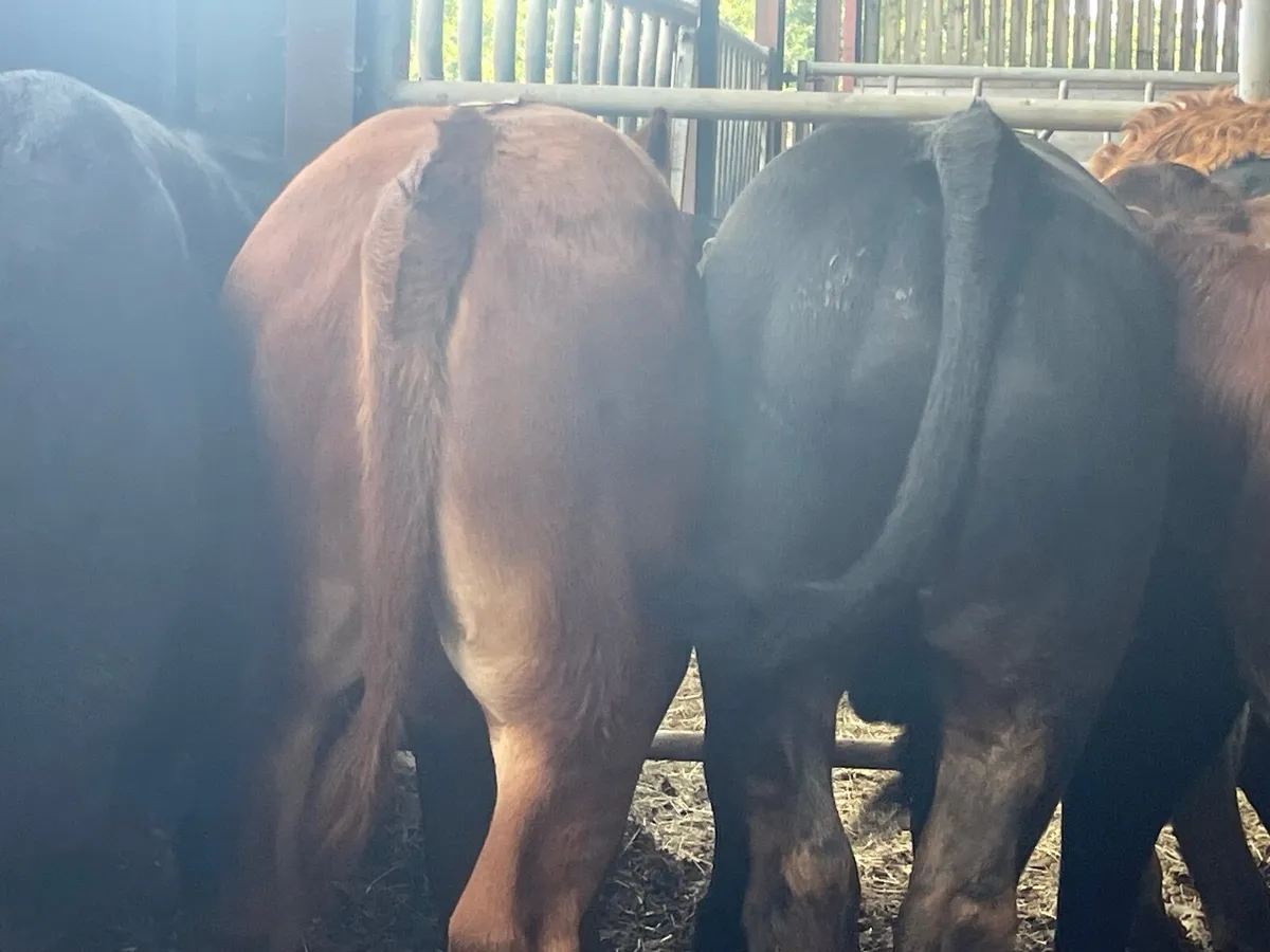 10 super u grade bull weanlings - Image 2