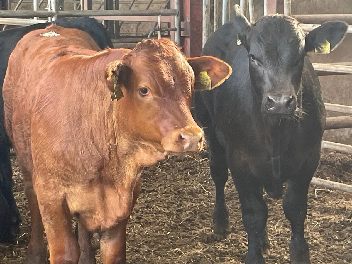 10 super u grade bull weanlings - Image 3