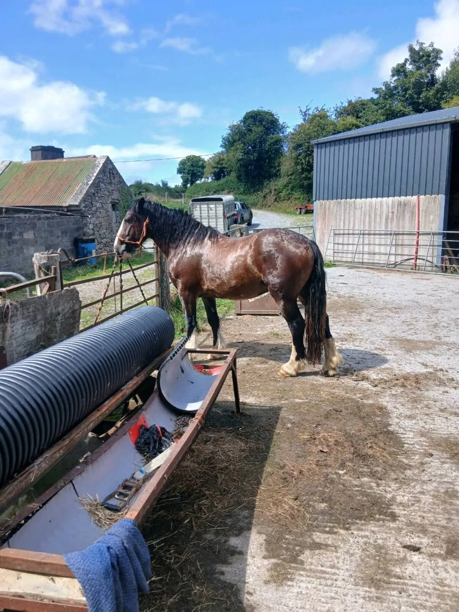 Geldings - Image 4