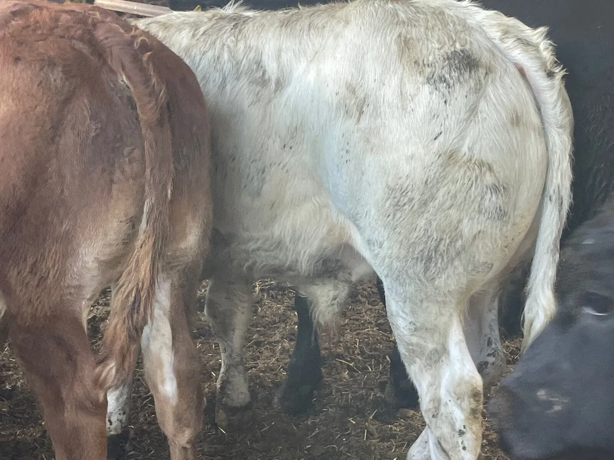 10 super u grade bull weanlings - Image 4