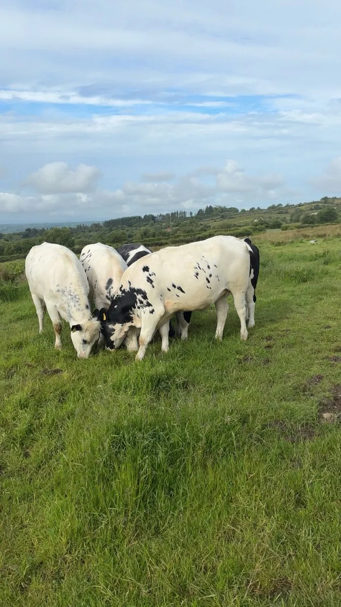 6x In Calve Heifers - Image 1