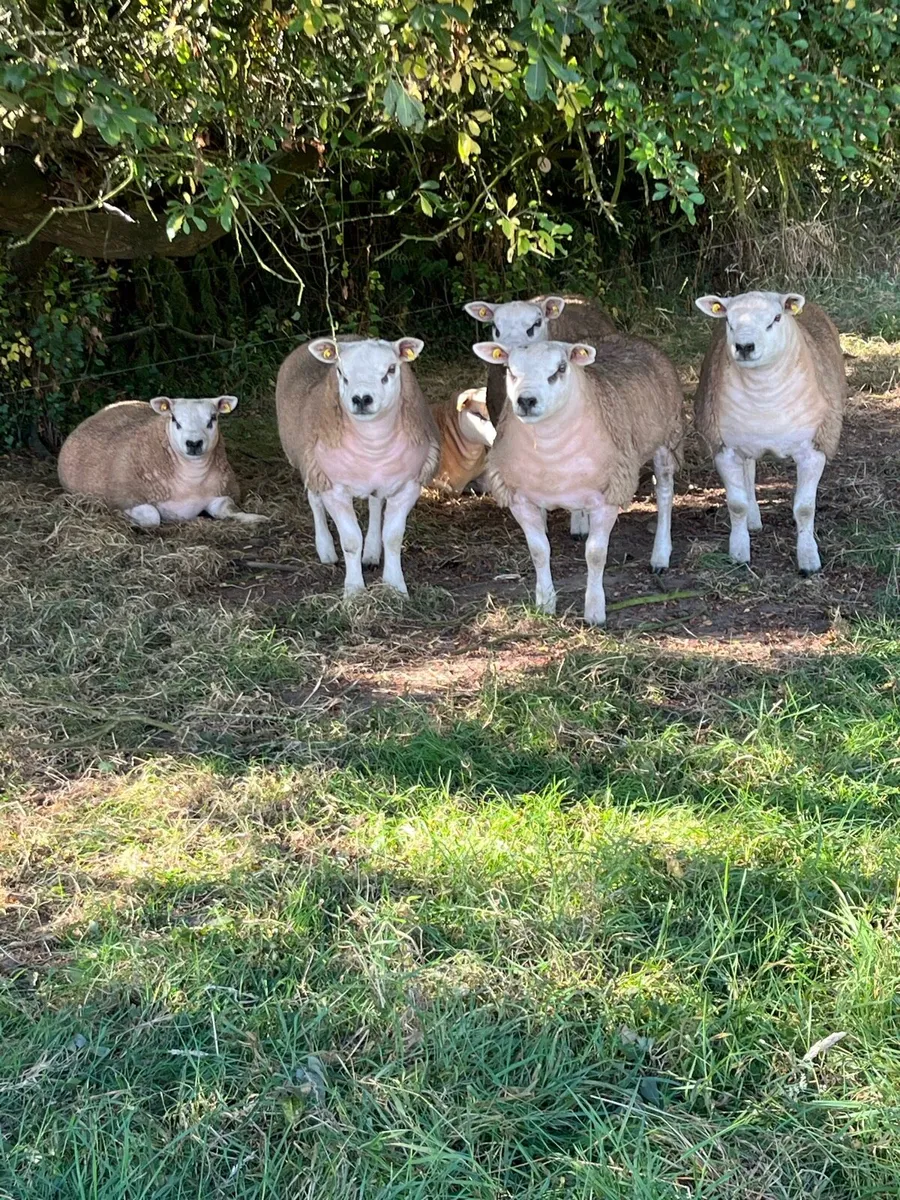 Pedigree Texel Rams - Image 2