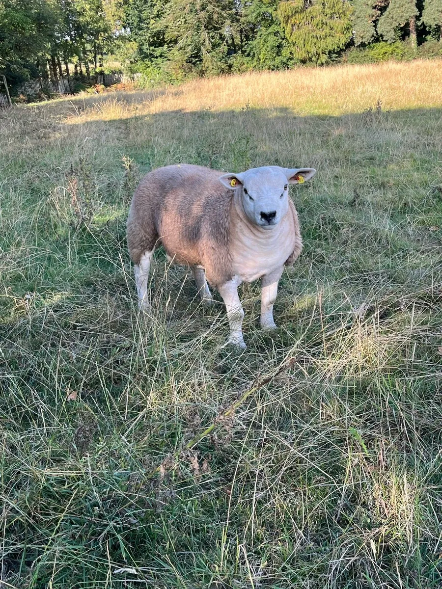 Pedigree Texel Rams - Image 3