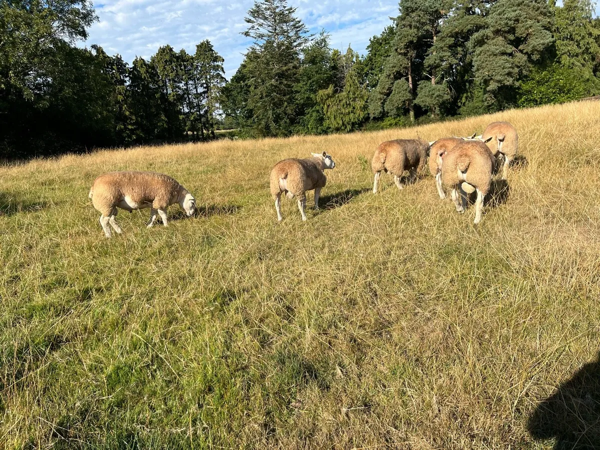 Pedigree Texel Rams - Image 4