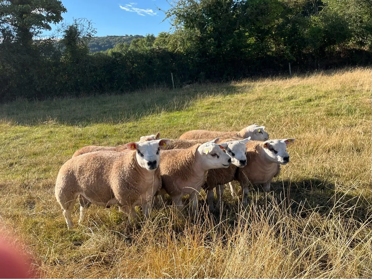 Pedigree Texel Rams - Image 1