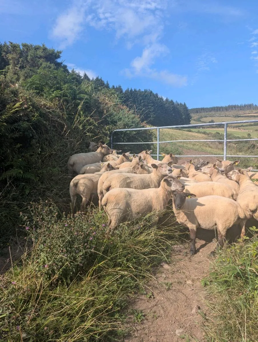 Breeding ewes hogget ewe's - Image 1