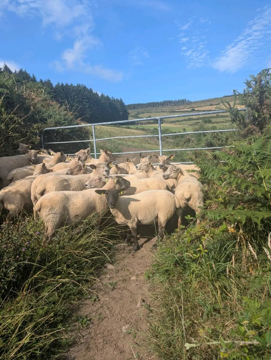 Breeding ewes hogget ewe's - Image 4
