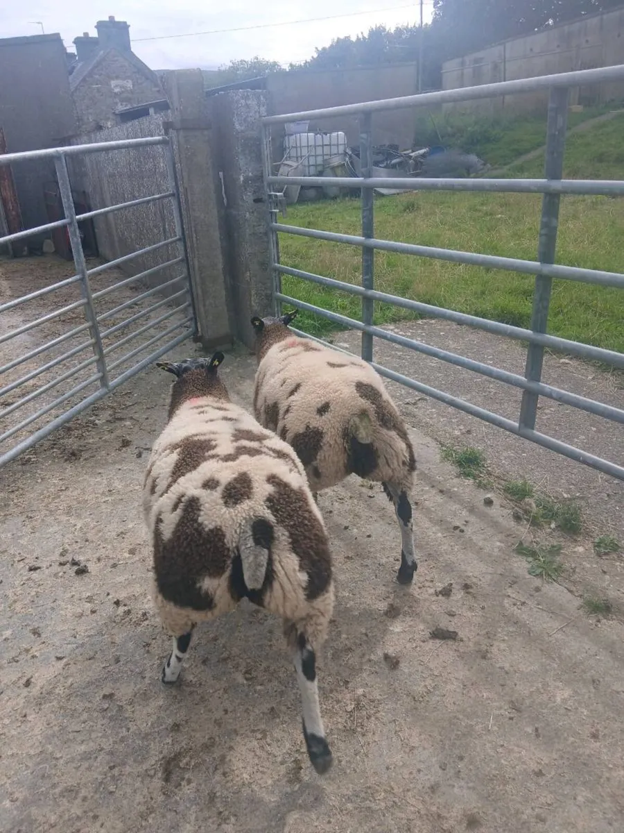 Dutch Spotted sheep - Image 2
