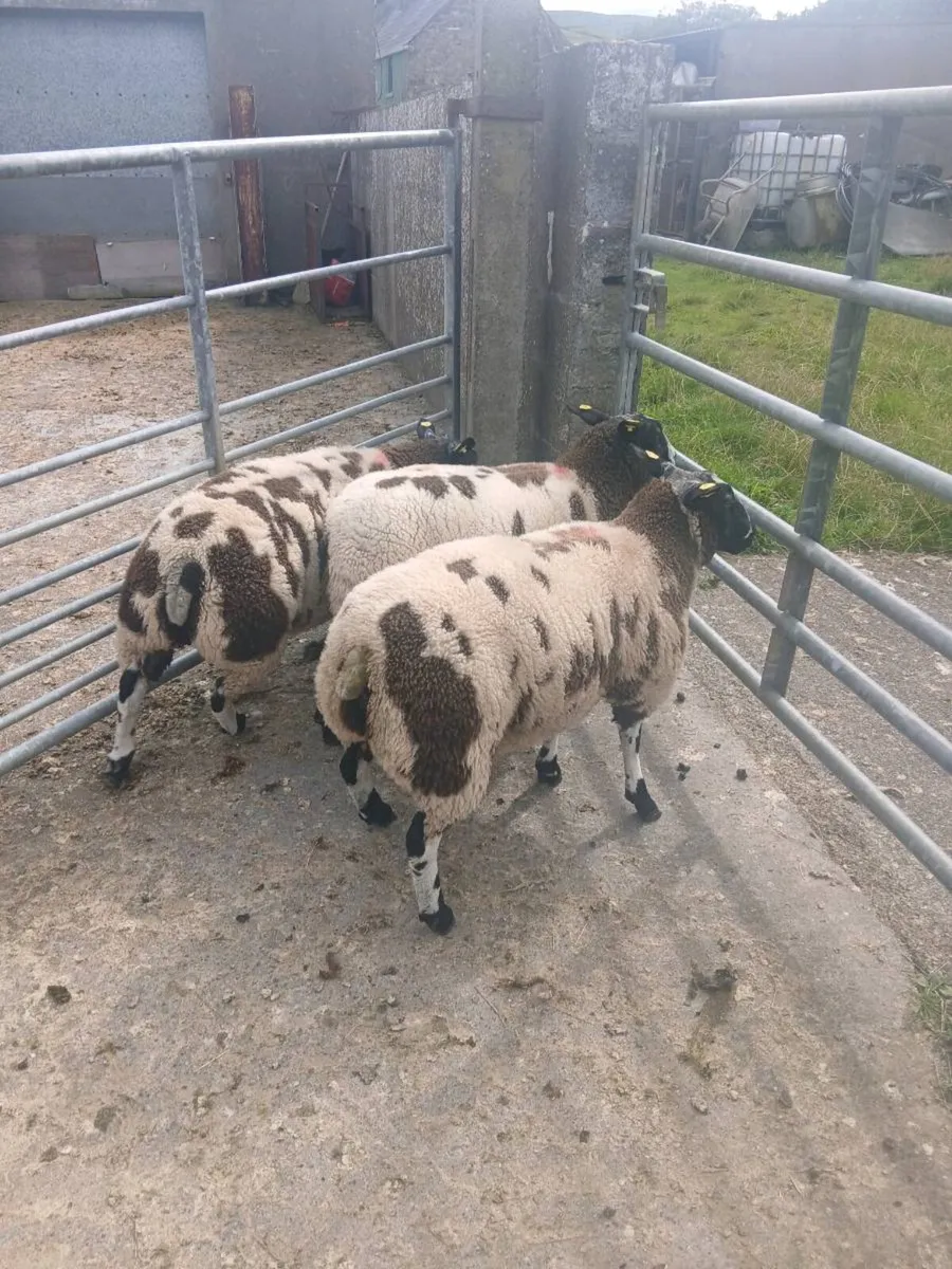 Dutch Spotted sheep - Image 1
