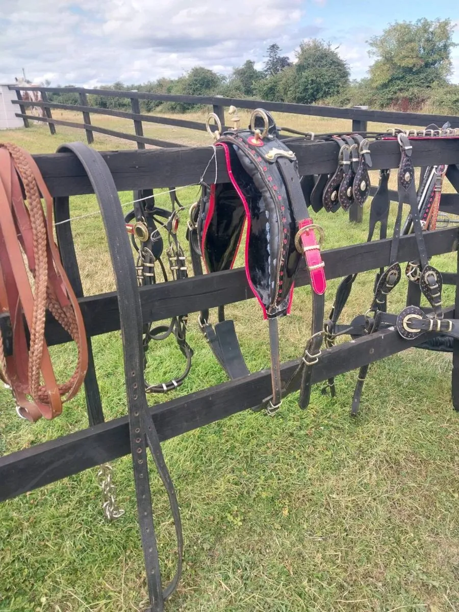 NEW SET OF TRADE HARNESS - Image 1