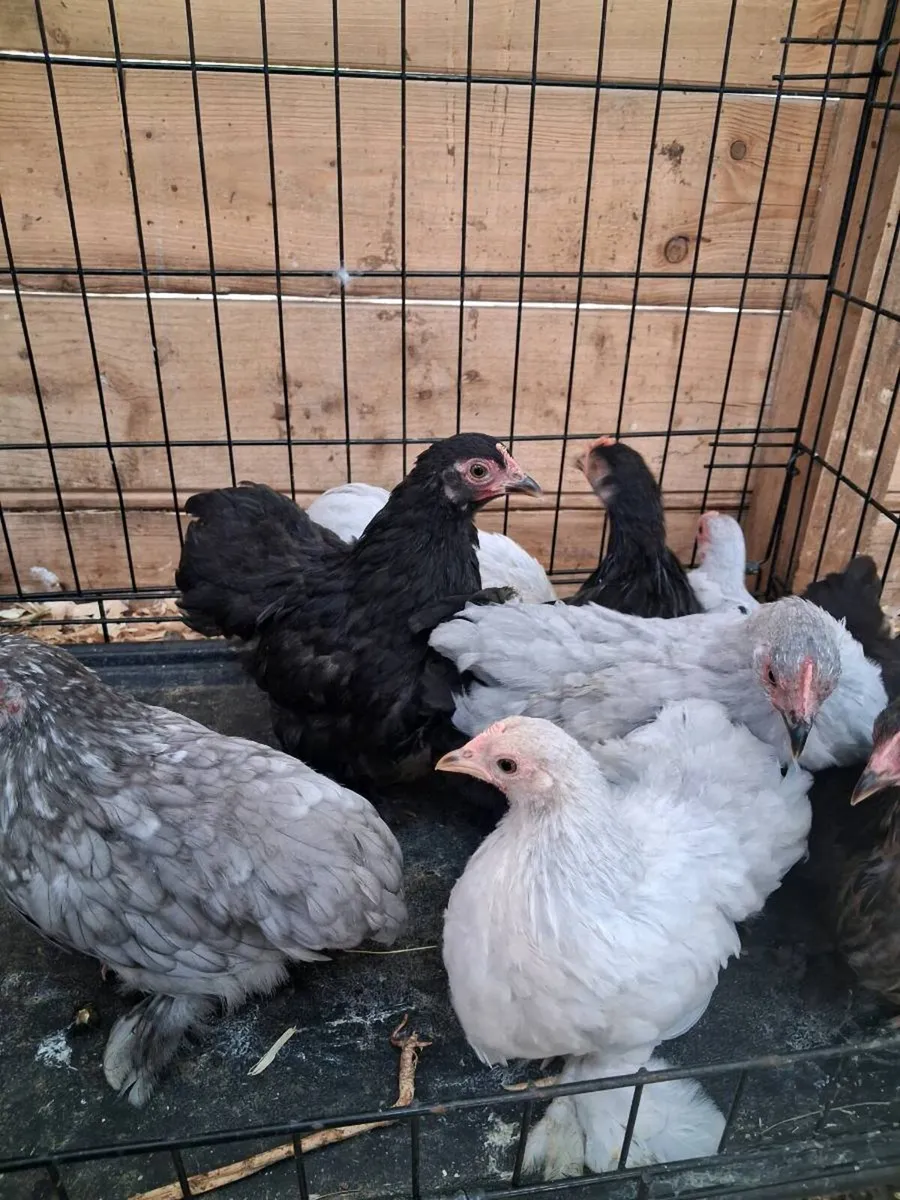 Pekin chickens - Image 2