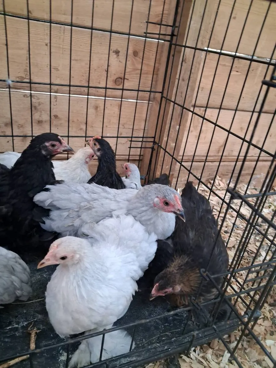 Pekin chickens - Image 3