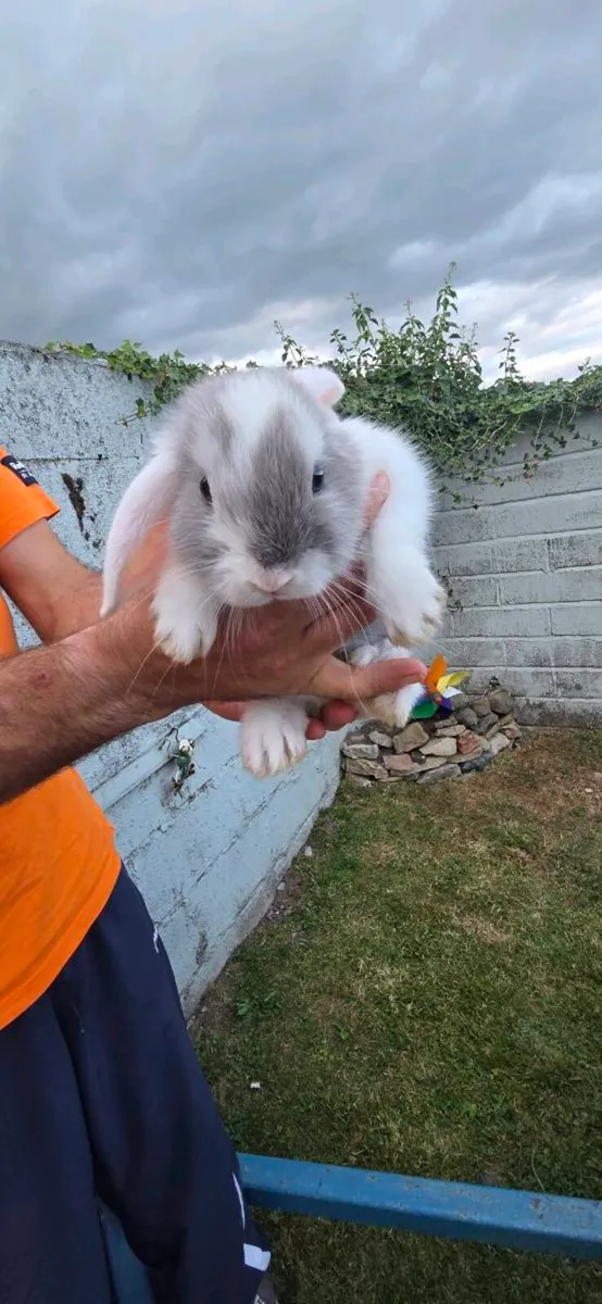 Rabbits - Image 1