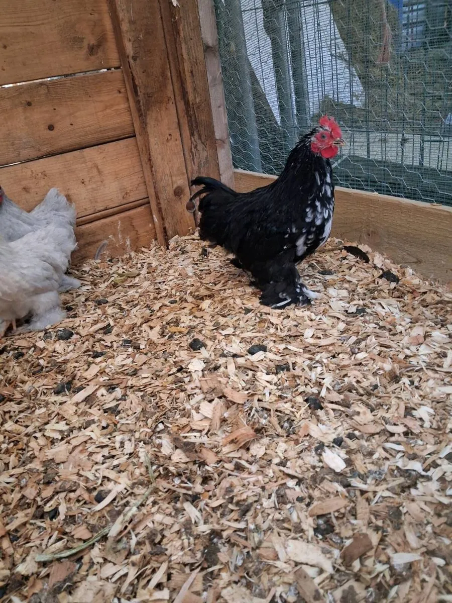 Pekin chickens - Image 4