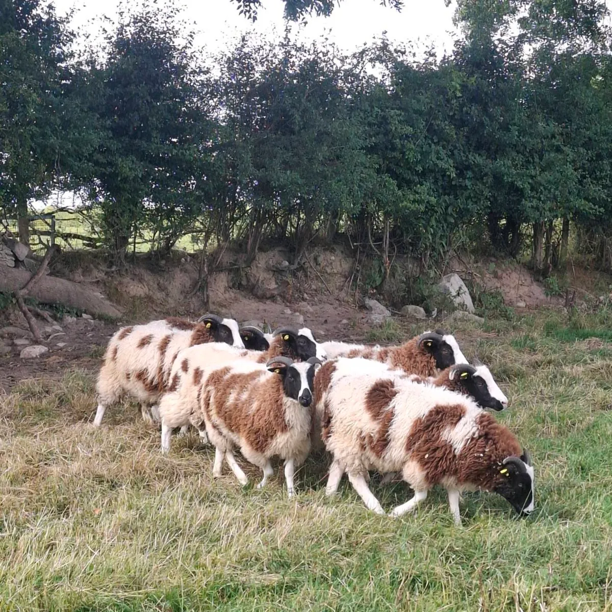 Jacob Ewe and Ram Lambs - Image 1