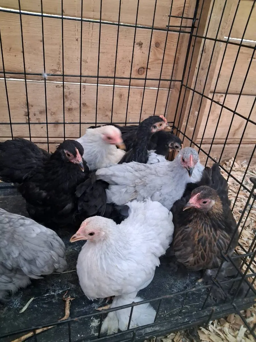 Pekin chickens - Image 1