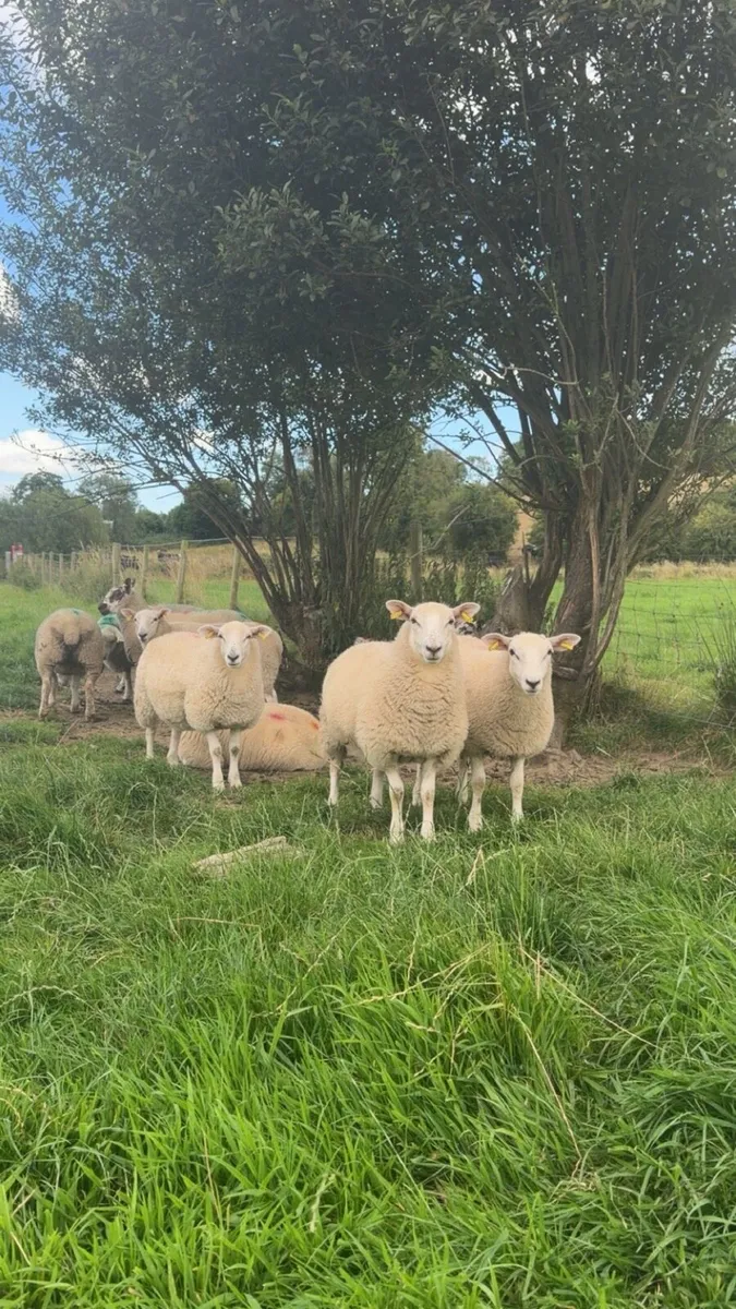 Ewe lambs - Image 1