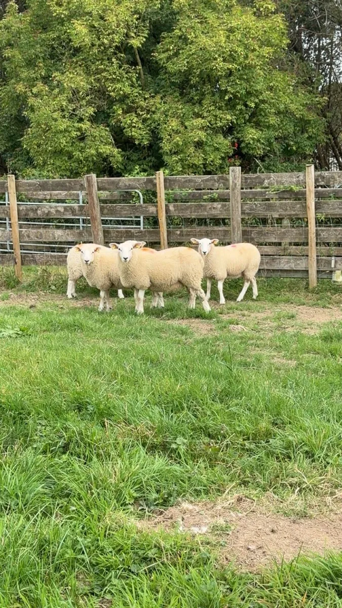 Ewe lambs - Image 2