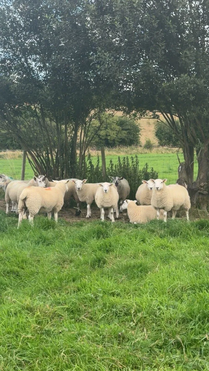 Ewe lambs - Image 3