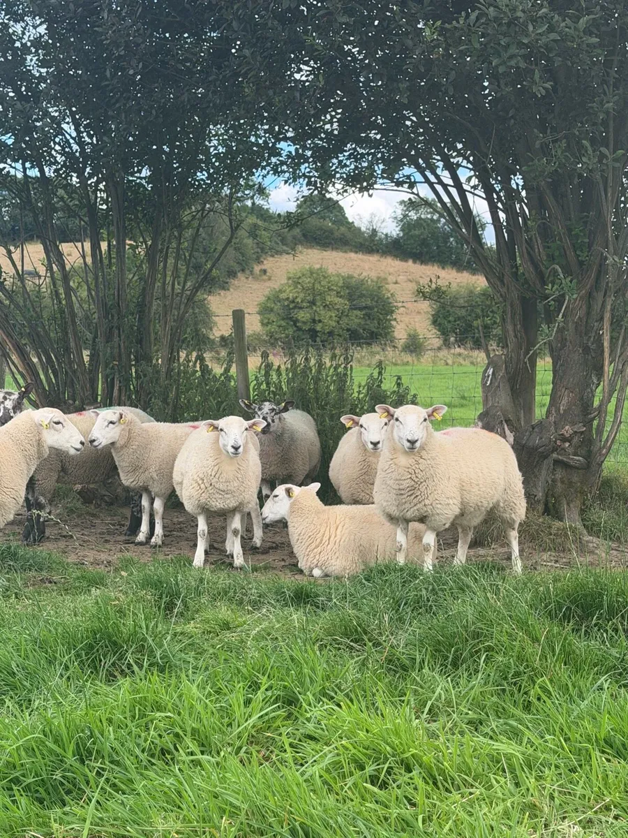 Ewe lambs - Image 4