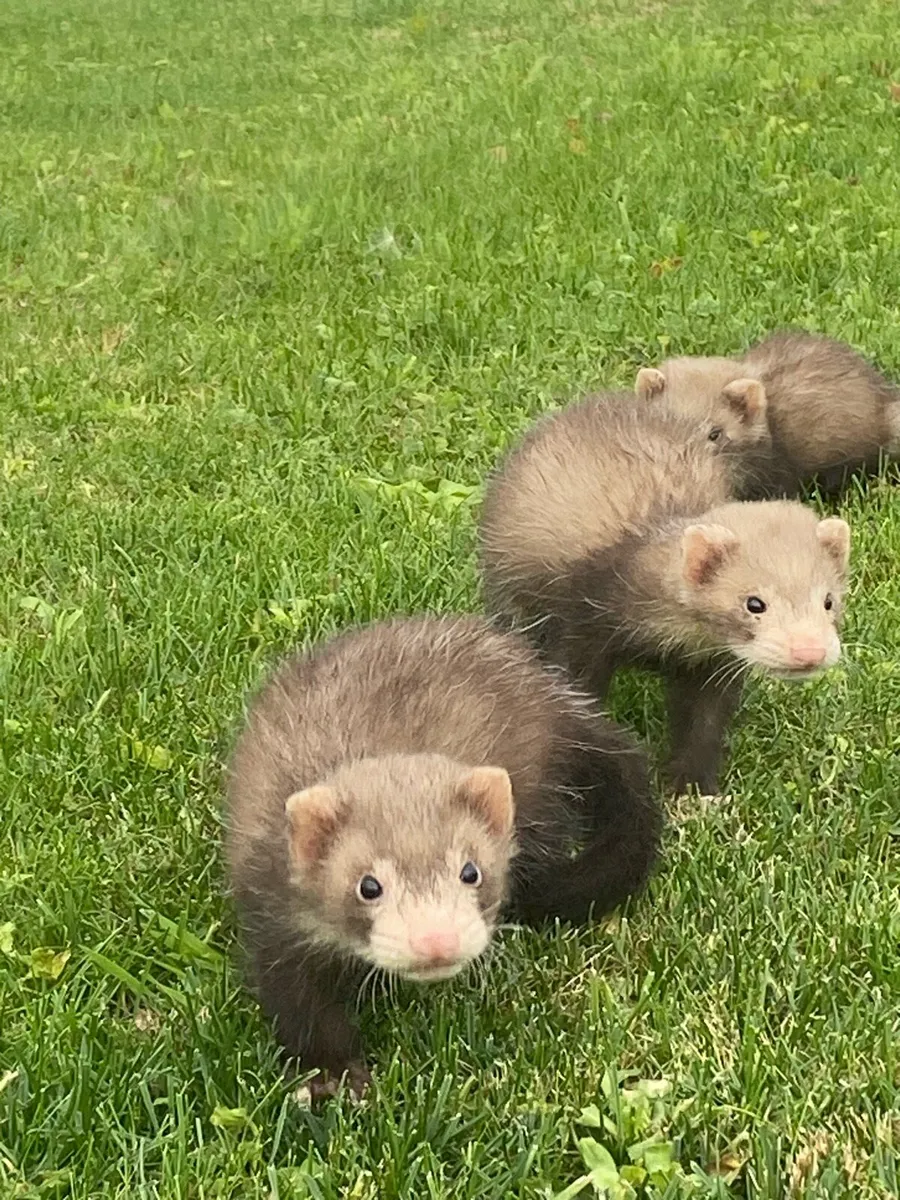 Ferrets - Image 3