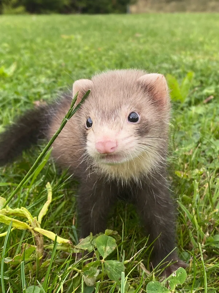 Ferrets - Image 1