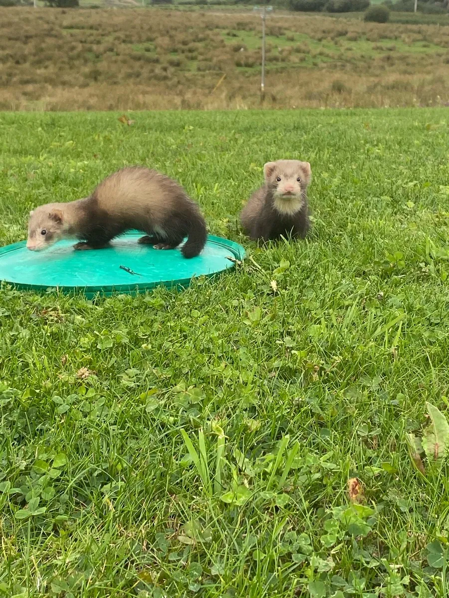 Ferrets - Image 2