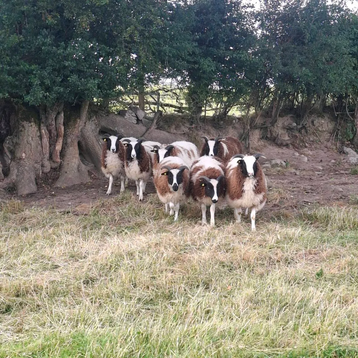 Jacob Ewe and Ram Lambs - Image 3