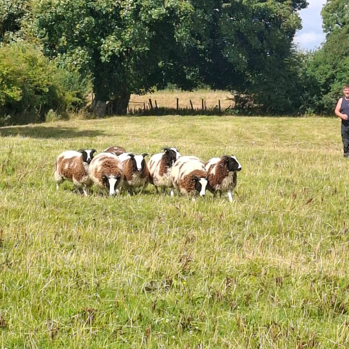 Jacob Ewe and Ram Lambs - Image 4
