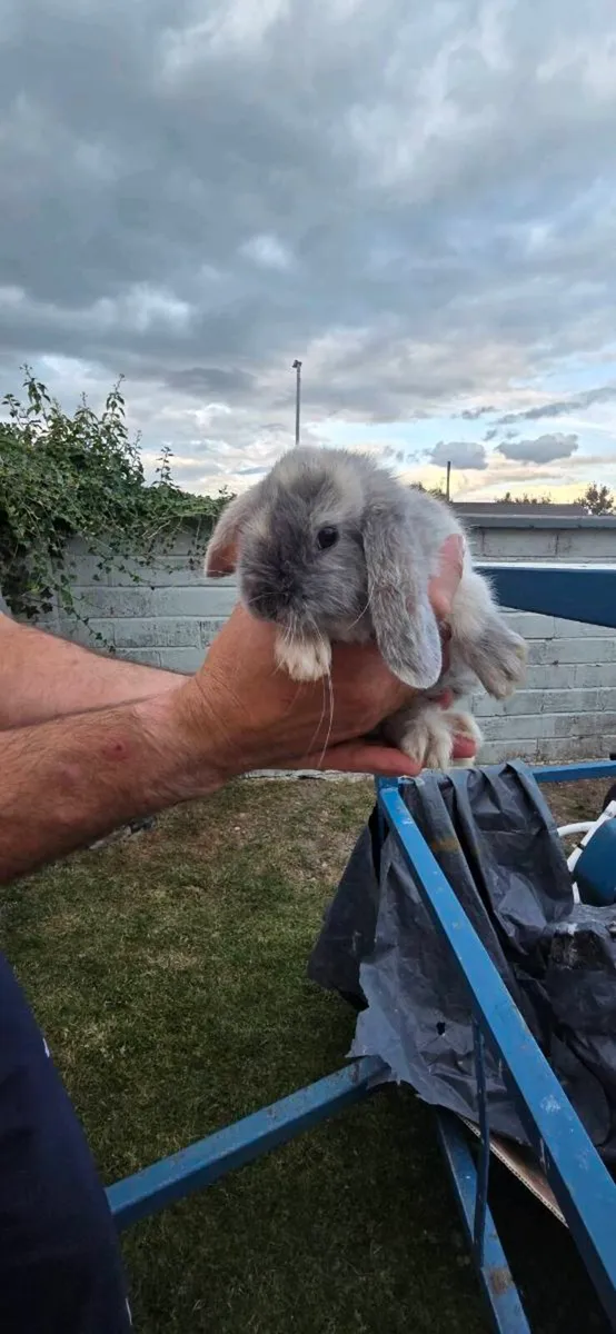 Rabbits - Image 3