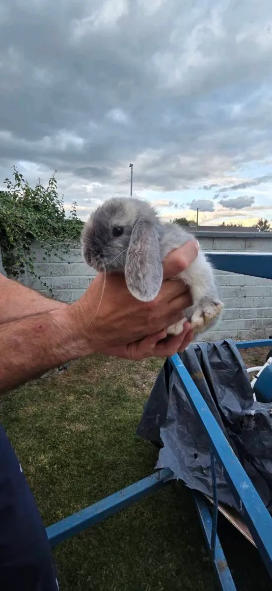 Rabbits - Image 4