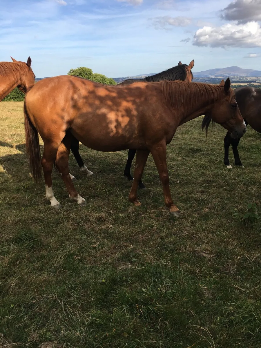Horse - Image 4