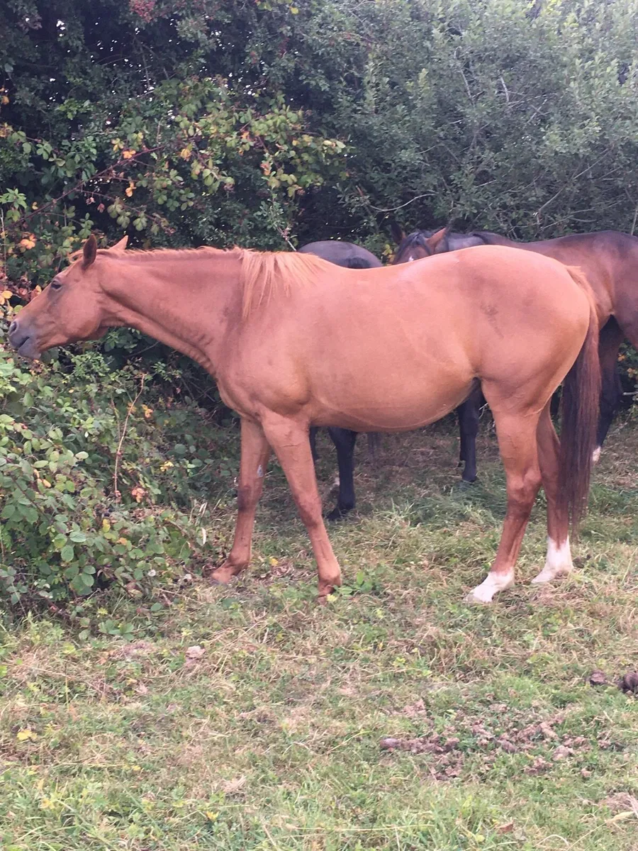 Horse - Image 1