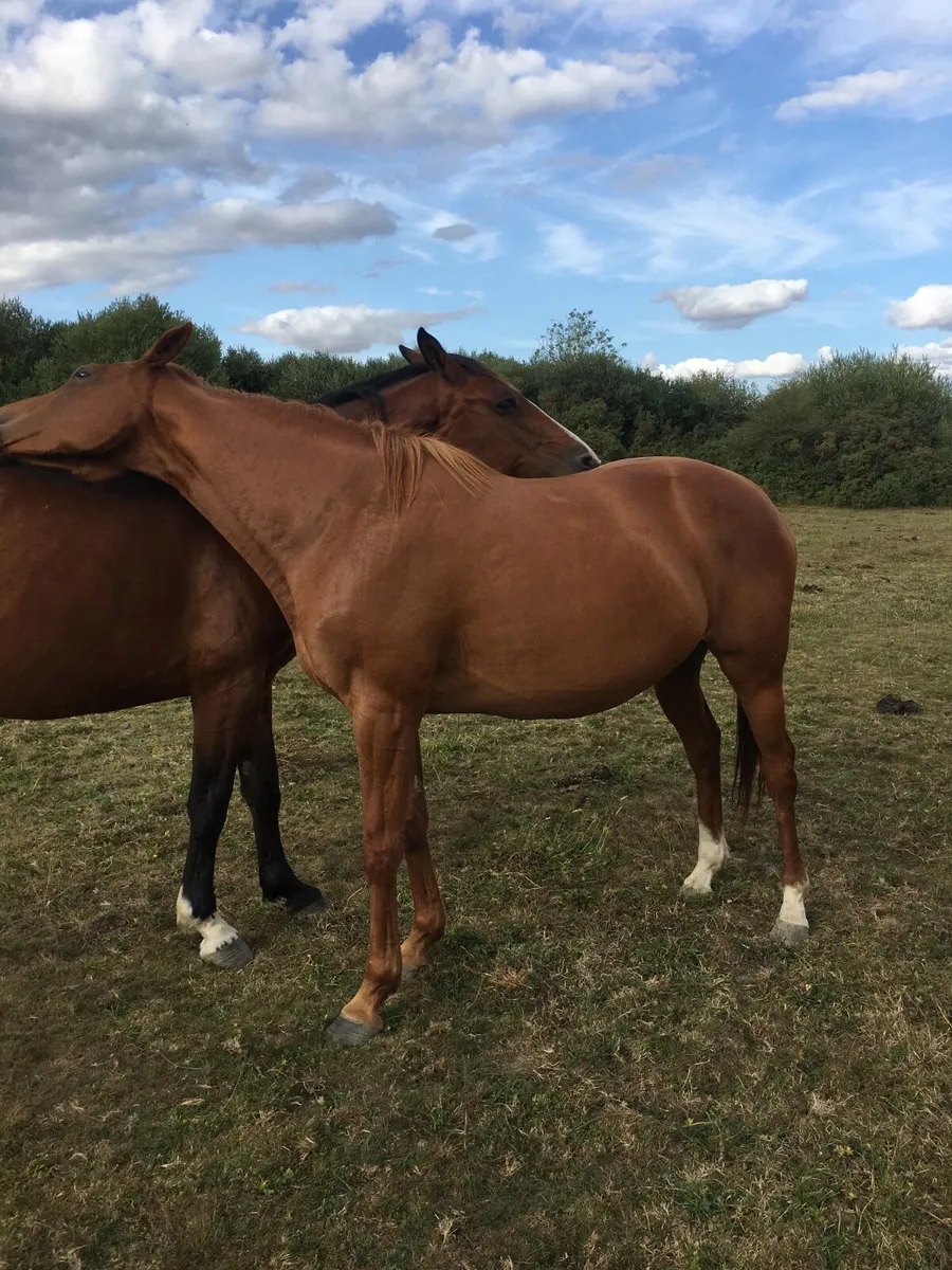Horse - Image 2