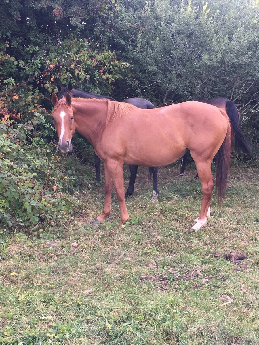 Horse - Image 3